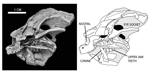 copyright Society of Vertebrate Paleontology